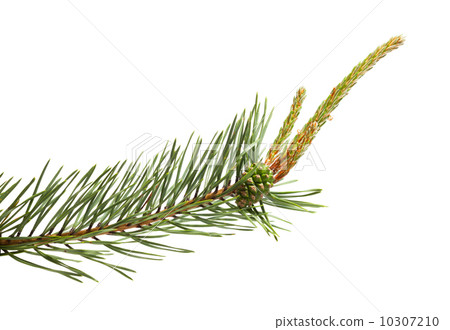 Pine twig isolated in white 10307210