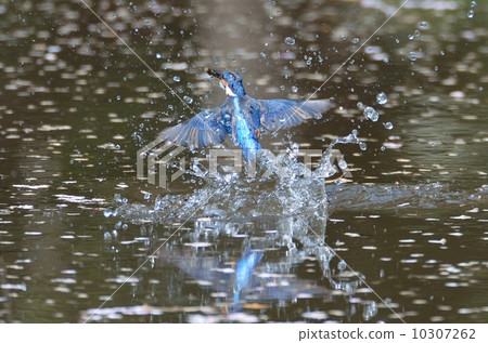 Cherry blossom diplomatic kingfisher's courtship feeding Cherry blossom diplomatic kingfisher's courtship feeding 10307262