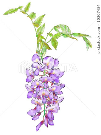  Wisteria flowers 10307484