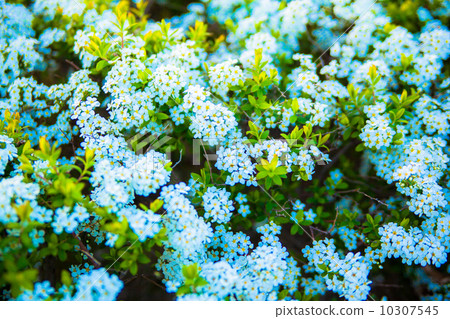 White flowers of Yukiyanagi White flowers of Yukiyanagi 10307545