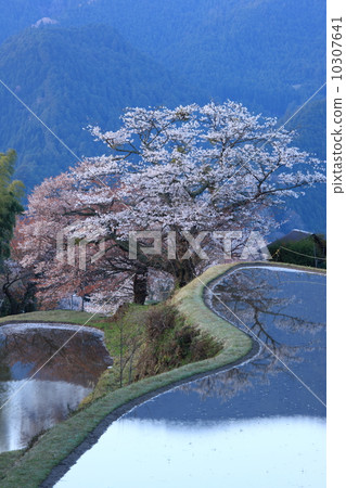 Cherry blossoms in three sides 10307641