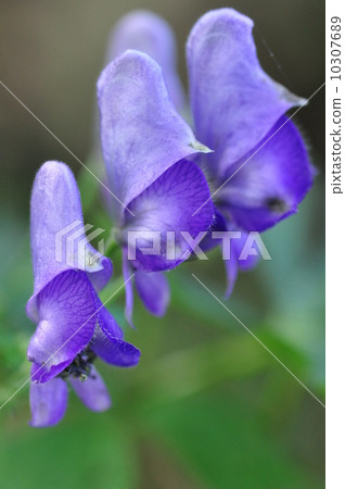 閻王港 閻王港 10307689