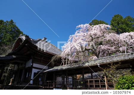 Tairaji Tempaira cherry tree 10307974