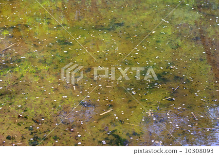 The water surface of the pond where tadpoles hatched The water surface of the pond where tadpoles hatched 10308093