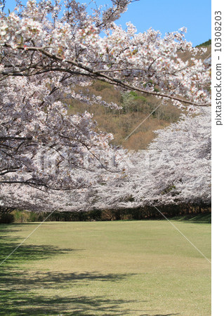 Cherry blossom trees of Higashi Izu-cho cross-country course Cherry blossom trees of Higashi Izu-cho cross-country course 10308203