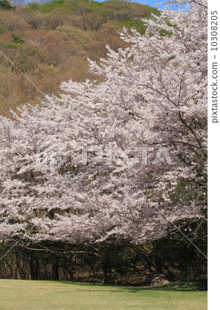 Cherry blossom trees of Higashi Izu-cho cross-country course Cherry blossom trees of Higashi Izu-cho cross-country course 10308205