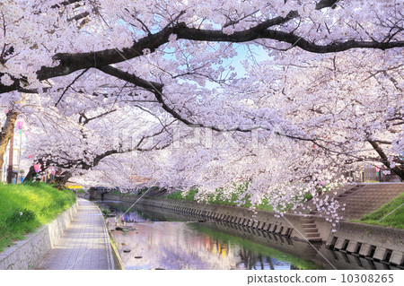 在Gojo河的櫻花樹 10308265