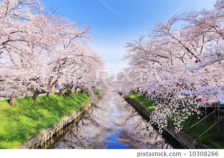 Cherry blossom trees in Gojo River 10308266