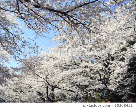 Cherry Blossoms	 10308431