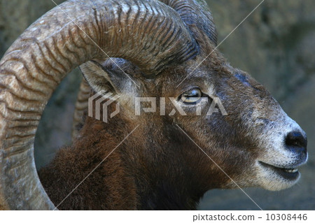 Mufflon(千葉市動物園) Mufflon(千葉市動物園) 10308446