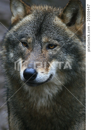 European wolf (Tama zoo park) European wolf (Tama zoo park) 10308447