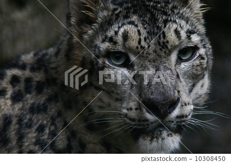 Snow Leopard (Tama Zoo Park) 10308450