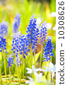 Muscari 10308626