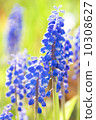Muscari 10308627