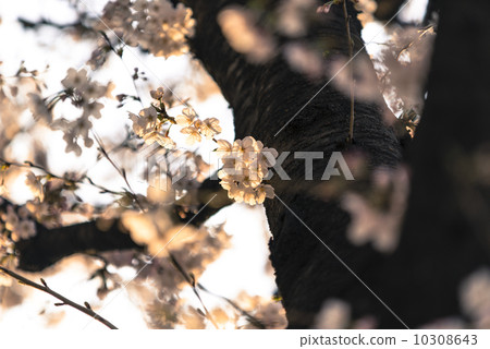 Cherry blossomed by Chaoyang Cherry blossomed by Chaoyang 10308643