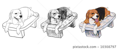 Beagle on chair Beagle on chair 10308797