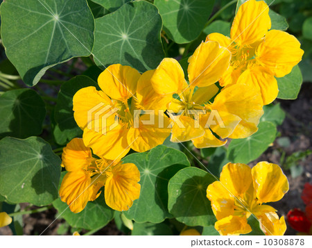 旱金蓮屬 10308878