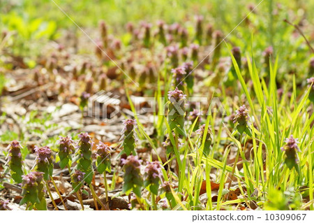April Flower Hedgehogdosaurus / Labiaceae 17 10309067