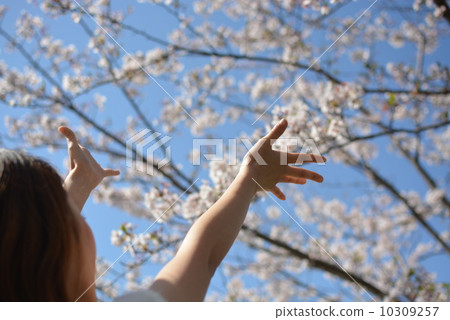 Cherry Blossoms   10309257