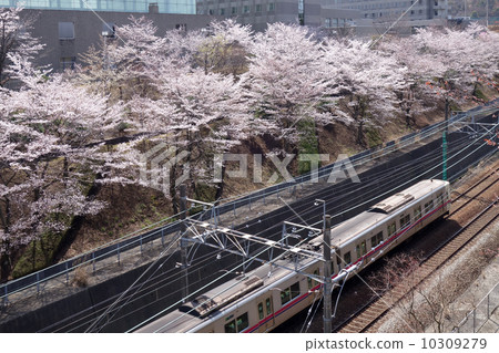 Train running under cherry blossoms 10309279