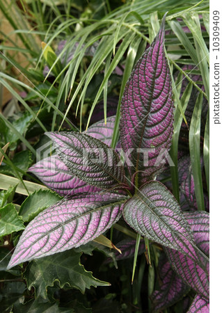 Strobiantes Dieleanus 10309409