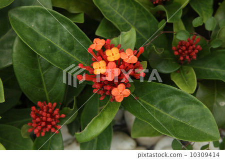 Santanka Santanka 10309414