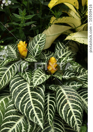 Aphelandra Dania Aphelandra Dania 10309416
