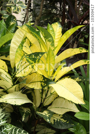 Croton · Summer Princess Croton · Summer Princess 10309417
