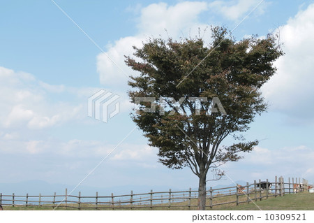 wood wood 10309521