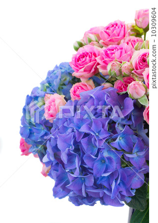 pink roses and blue hortensia flowers close up pink roses and blue hortensia flowers close up 10309604