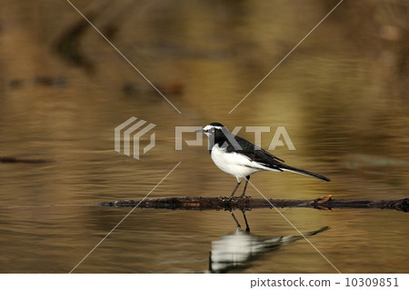 黑背w 黑背w 10309851