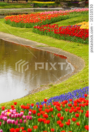 April Flowers Tulip · Yuri 257 Tulip field April Flowers Tulip · Yuri 257 Tulip field 10310530