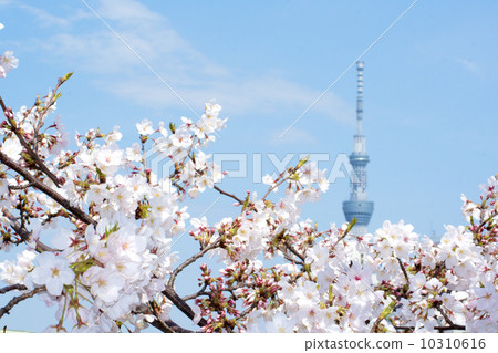 在盛開和東京天空樹的櫻花 10310616