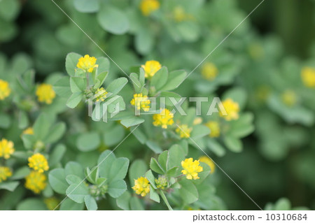 Comet Tsumekusa 06 10310684