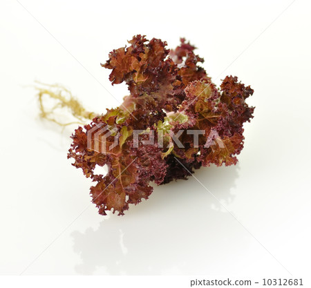Red  lettuce 10312681