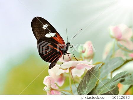 tropical butterfly 10312683