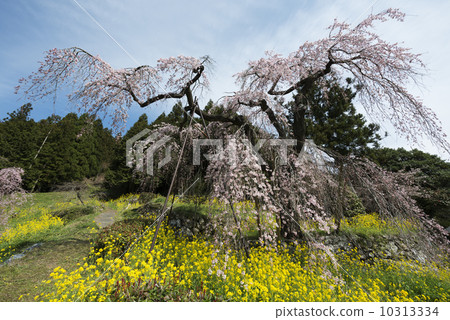 死棕色櫻桃樹 死棕色櫻桃樹 10313334