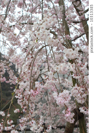 Sakura 2014 Sera 4 10313385