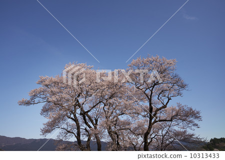 Gourd cherry tree in Ninodogawa town Gourd cherry tree in Ninodogawa town 10313433