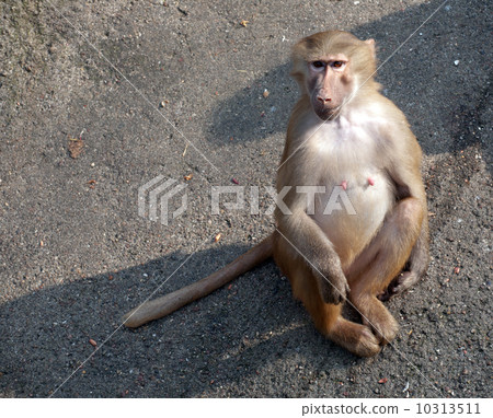 female monkey female monkey 10313511