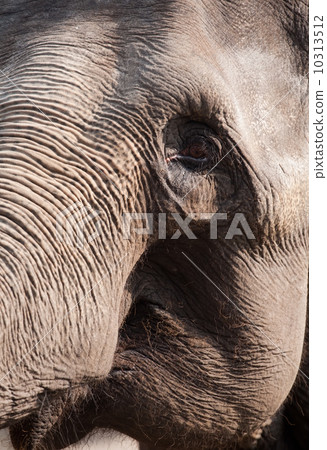 elephant eye 10313512