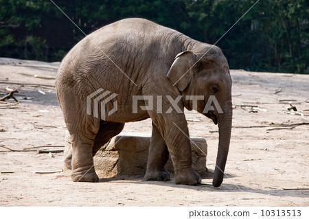 elephant elephant 10313513