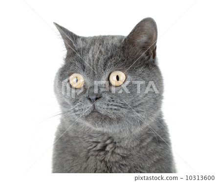 Closeup portrait of a grey cat Closeup portrait of a grey cat 10313600