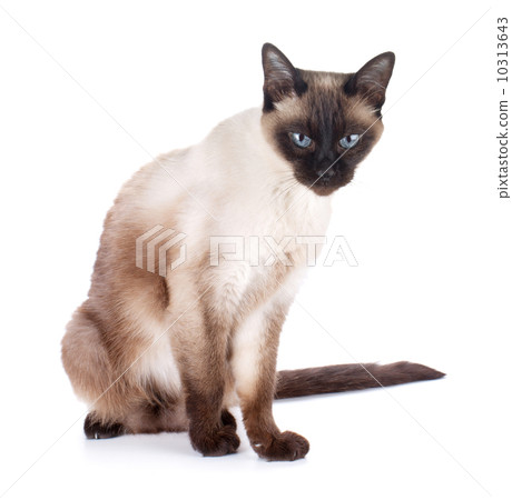 Siamese cat Siamese cat 10313643