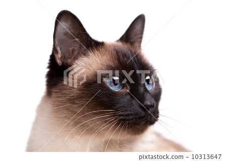 Siamese cat with blue eyes looks right 10313647