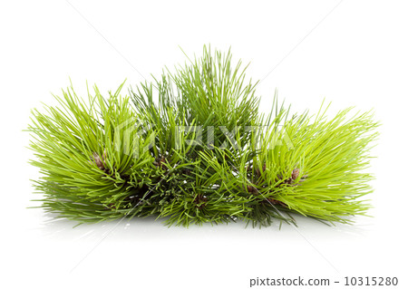Fir tree branch 10315280
