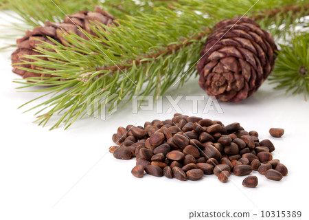 Siberian pine nuts and needles branch Siberian pine nuts and needles branch 10315389