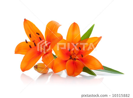 Two orange lily 10315882