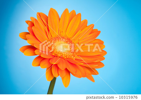 Orange gerbera flower 10315976