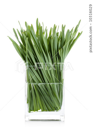 Green grass in glass vase Green grass in glass vase 10316029